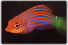 Six Line Wrasse